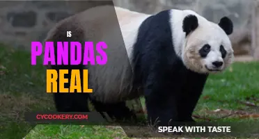 The Truth About Pandas: Real or Imaginary?