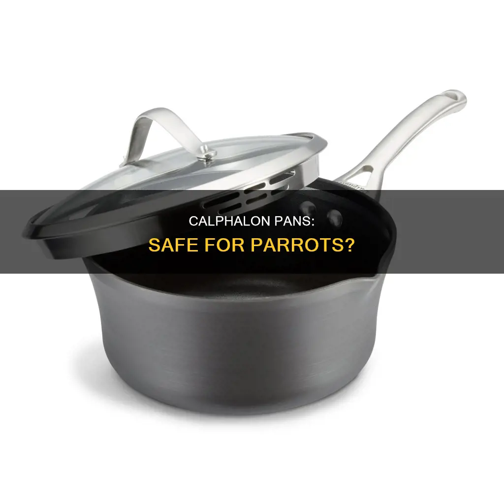 is simply calphalon pans safe for parrots