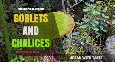 Webbed Goblets and Chalices: Exploring Pitcher Plant's Unique Carnivorous Traps