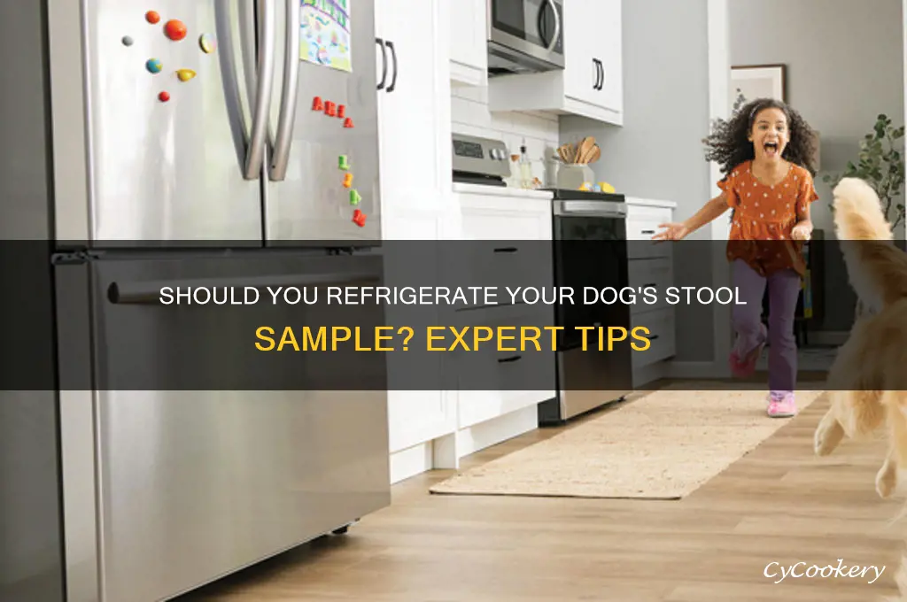should a dog stool sample be refrigerated