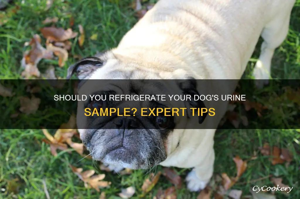 should a dog urine sample be refrigerated