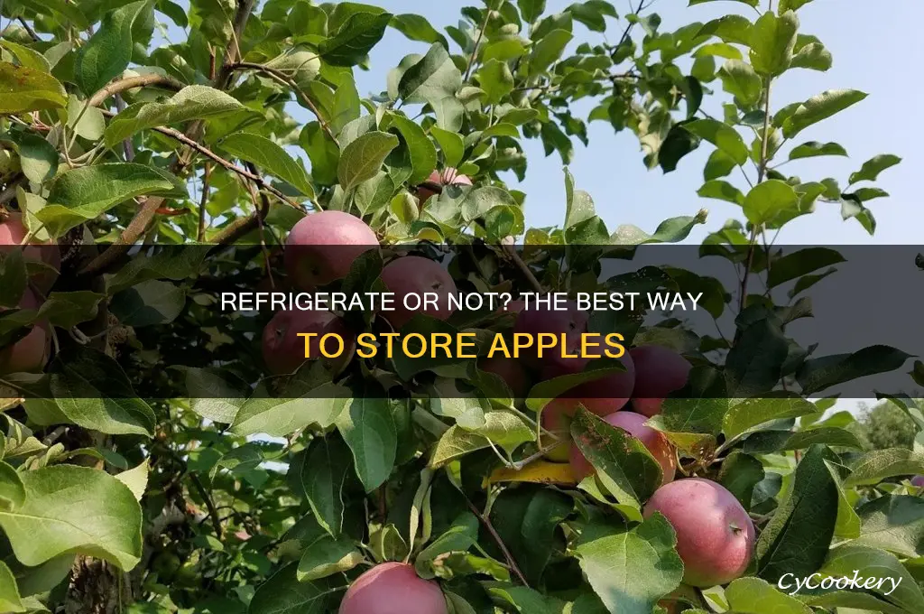 should apples be refrigerated or left out