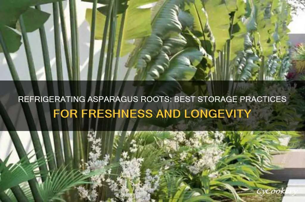 should asparagus roots be refrigerated for storage