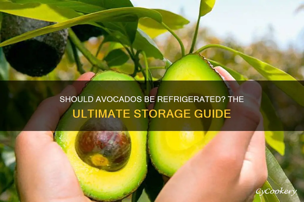 should avocados be put in the refrigerator