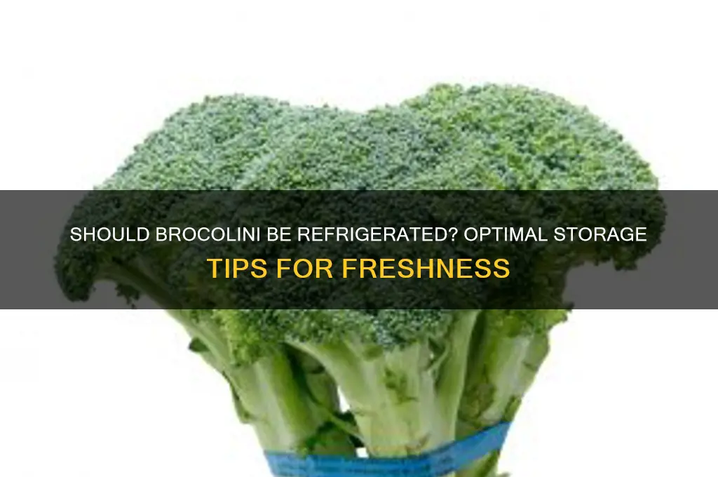 should brocolini be stored in the refrigerator