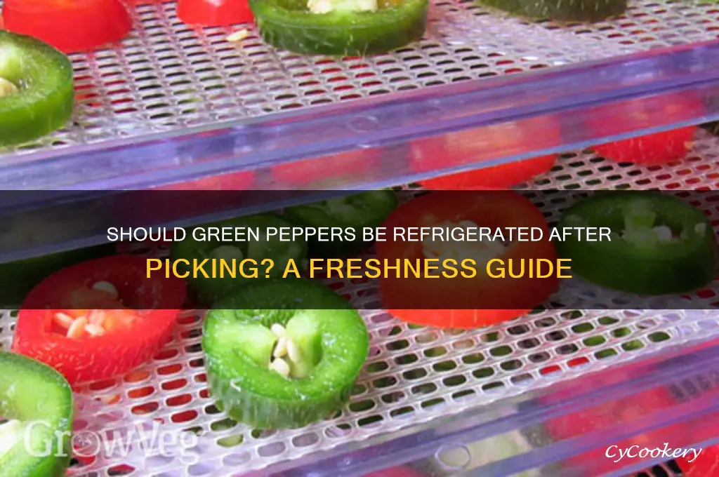 should green peppers be refrigerated after picking