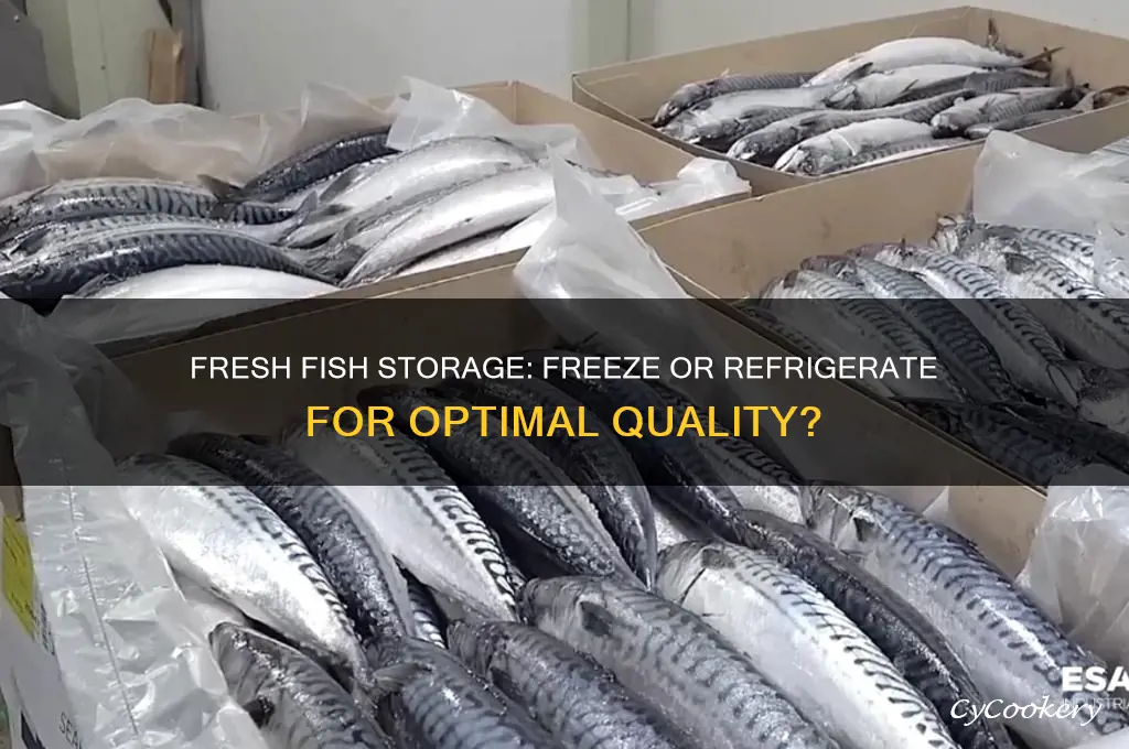 should i freeze or refrigerate fresh fish