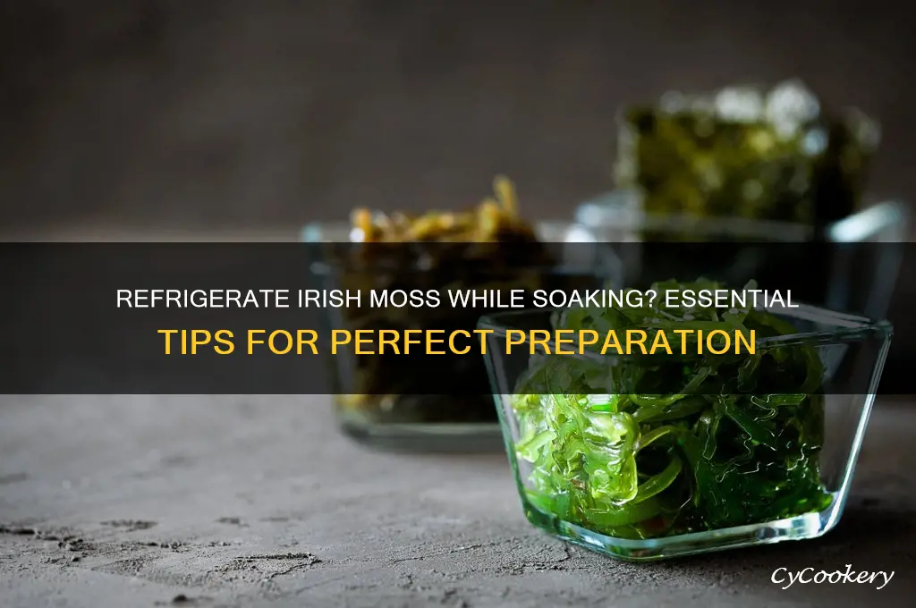should i refrigerate irish moss while soaking