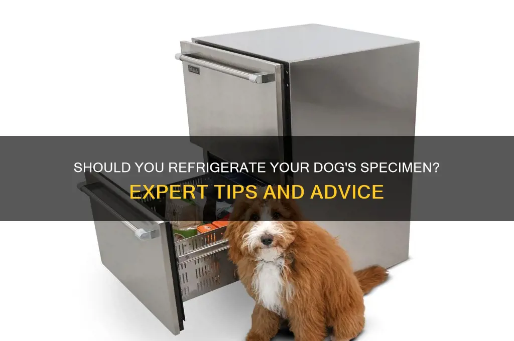 should i refrigerate my dog