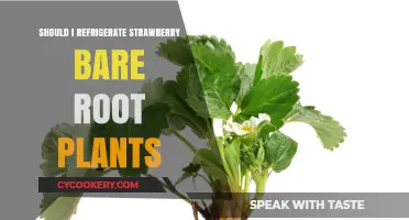 Refrigerating Strawberry Bare Root Plants: Essential Care Tips for Success