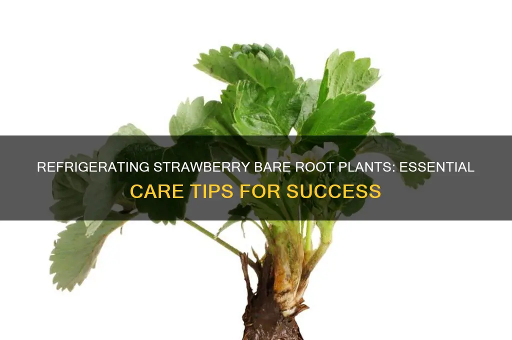 should i refrigerate strawberry bare root plants