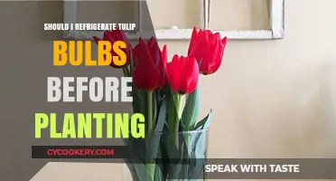 Should You Refrigerate Tulip Bulbs Before Planting? Expert Tips