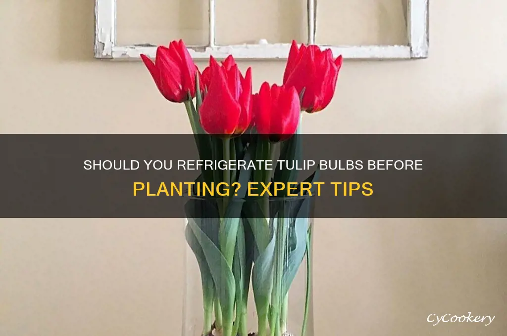 should i refrigerate tulip bulbs before planting