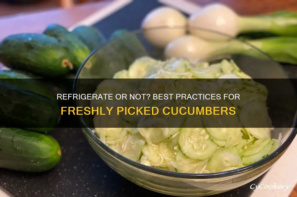 should i refrigerated cucumbers after picking them