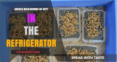 Should Mealworms Be Refrigerated? Optimal Storage Tips for Healthy Worms