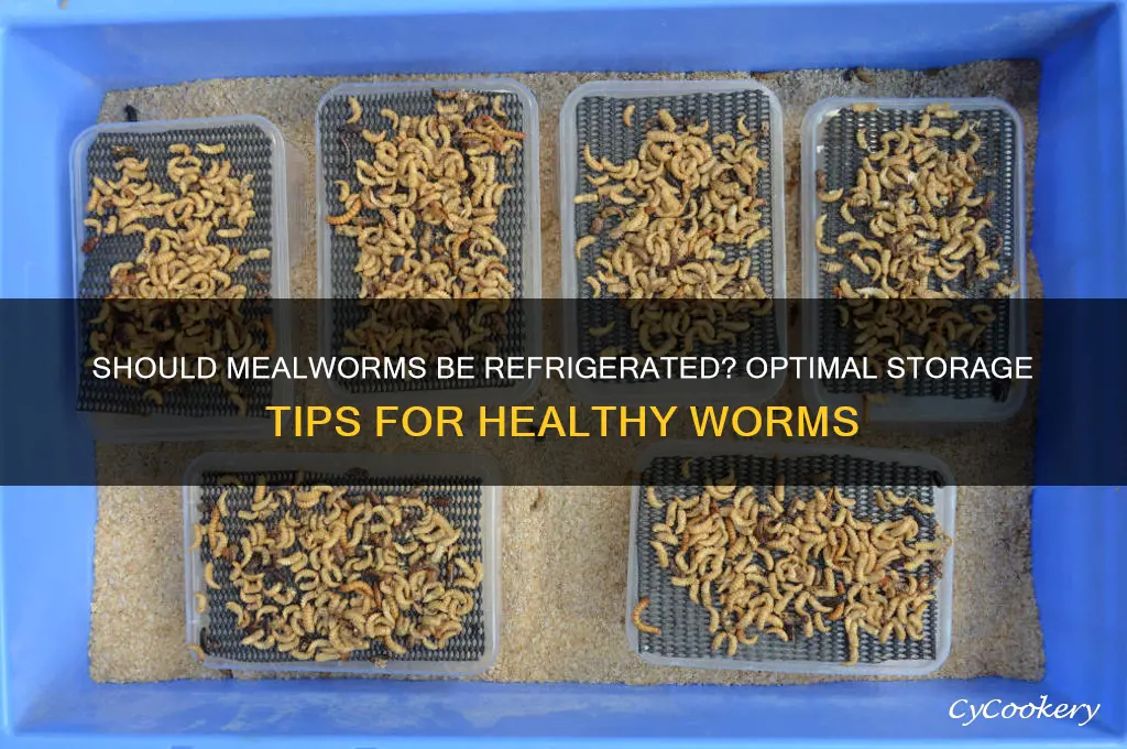 should mealworms be kept in the refrigerator