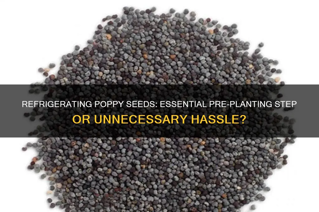 should poppy seeds be refrigerated before planting