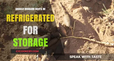 Rhubarb Root Storage: Should You Refrigerate for Freshness?