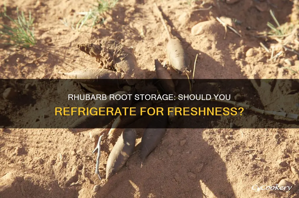 should rhubarb roots be refrigerated for storage