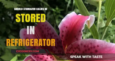 Stargazer Lilies: Should You Refrigerate Them for Freshness?