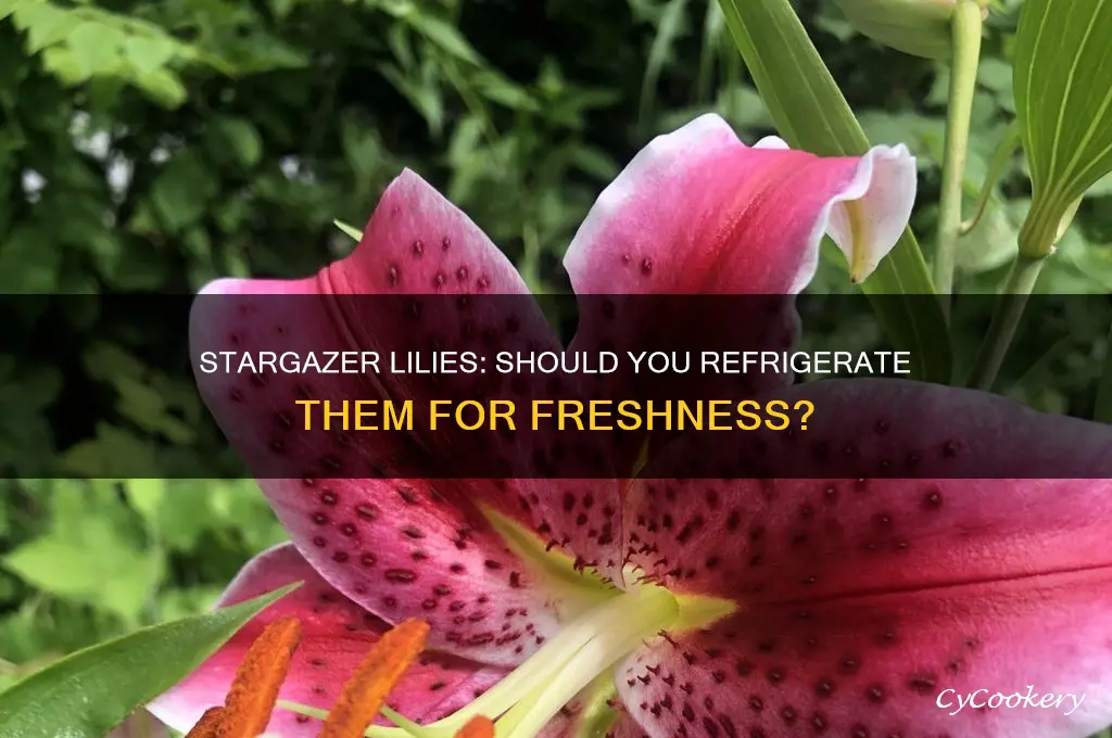 should stargazer lillies be stored in refrigerator