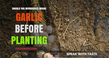 Refrigerating Music Garlic Before Planting: Essential Tips for Optimal Growth