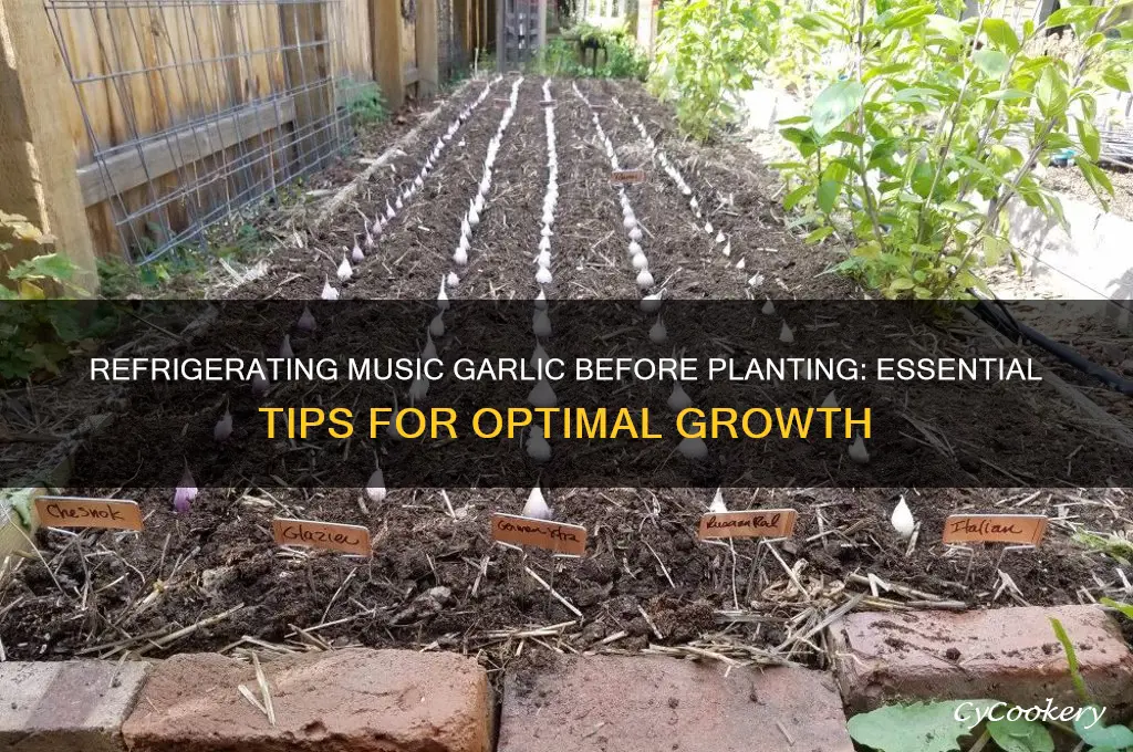 should you refrigerate music garlic before planting