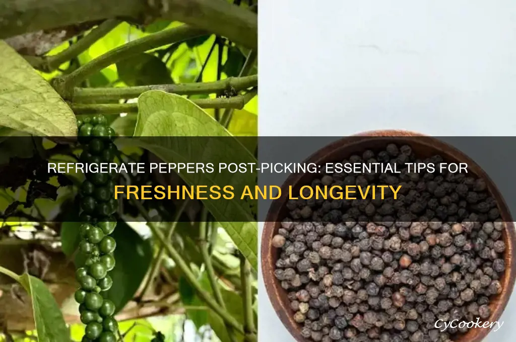 should you refrigerate peppers after picking them