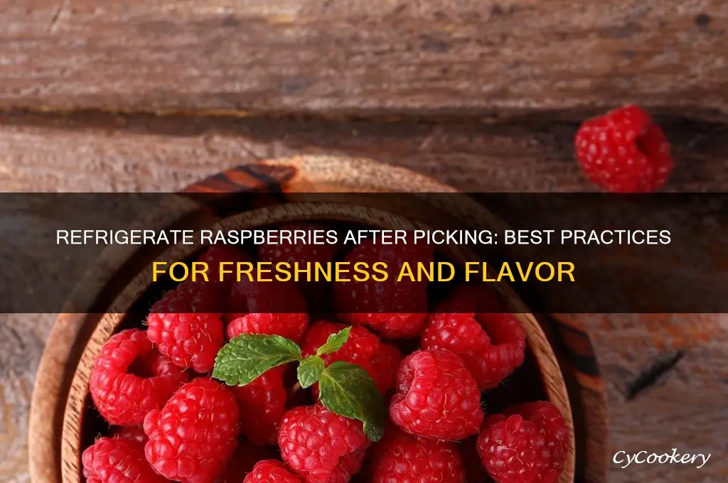 should you refrigerate raspberries after picking them