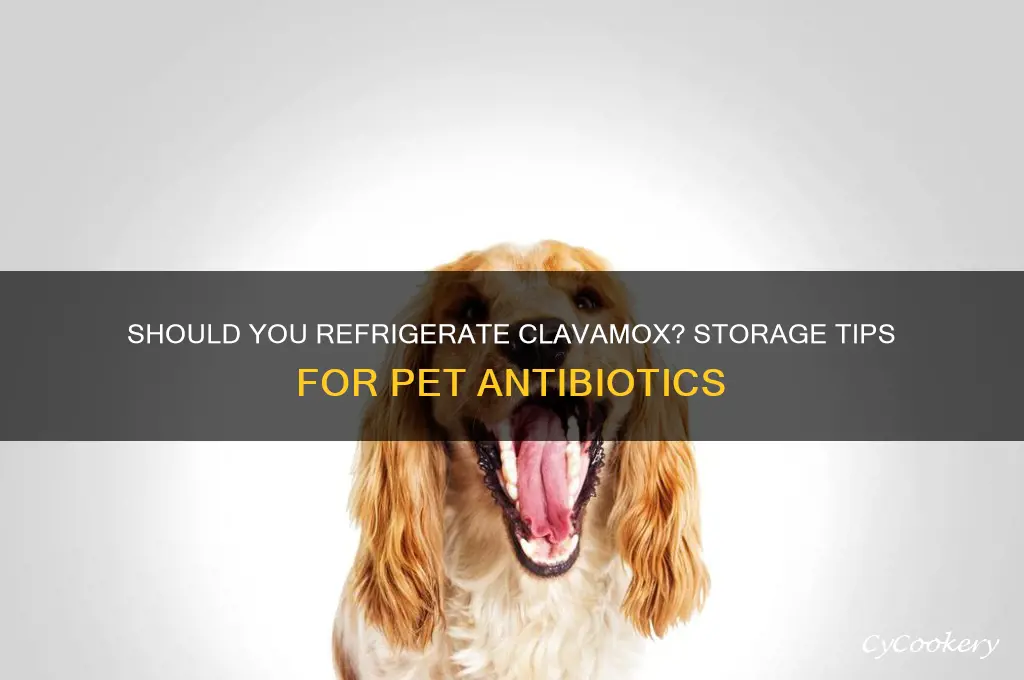 should you store clavamox in the refrigerator