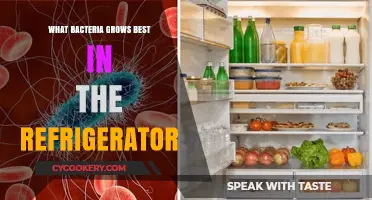 Chilling Truth: Which Bacteria Thrive in Your Refrigerator?