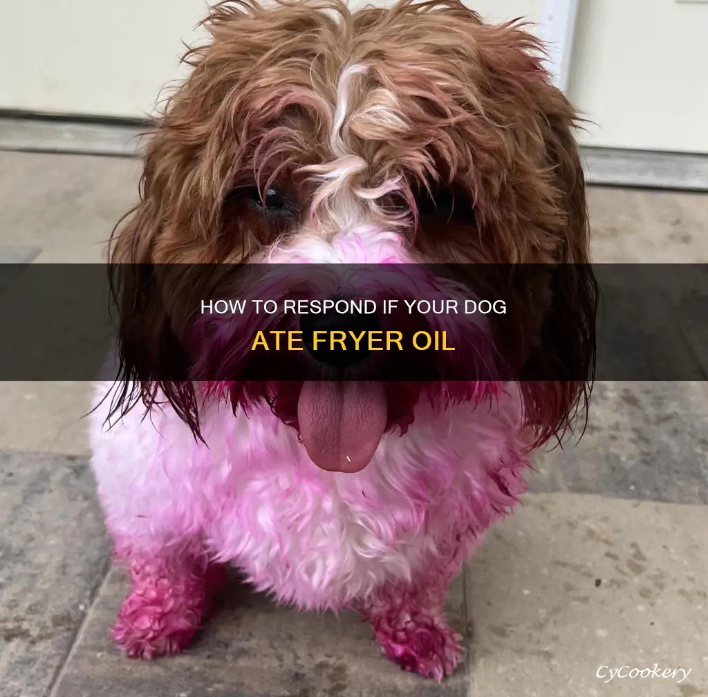 what can i do if my dog ate fryer oil