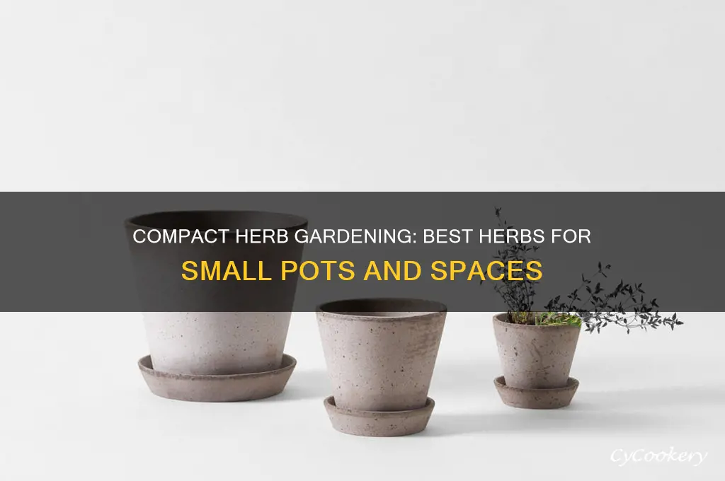 what cooking herbs grow in small pots