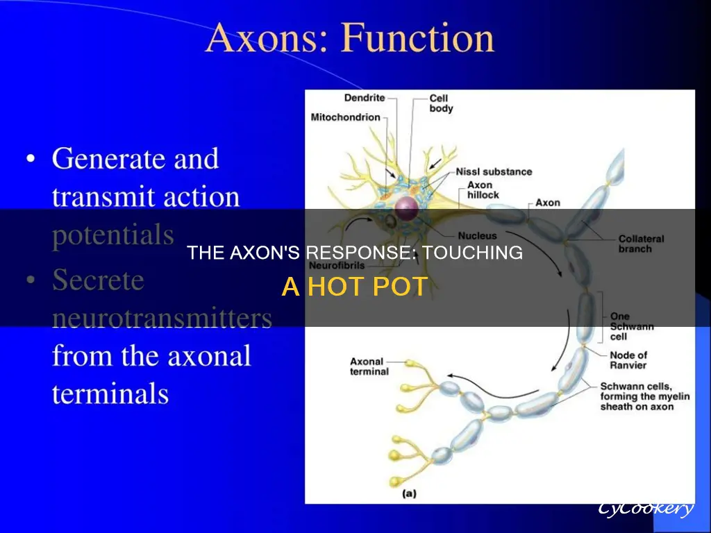 what does the axon do when touching a hot pot