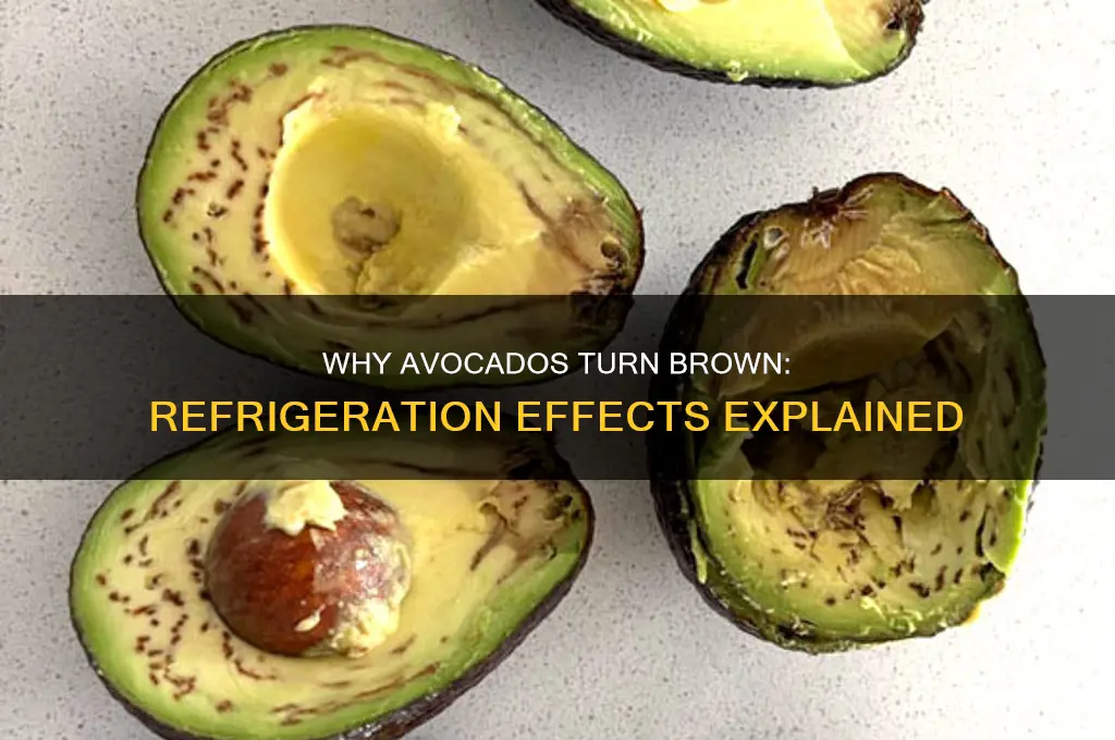 what happened to avocado in a refrigerator