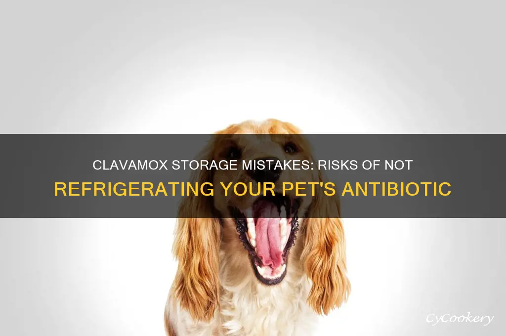 what happens if clavamox is not refrigerated