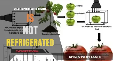 Unrefrigerated Tomatoes: Ripening, Spoilage, and Shelf Life Explained