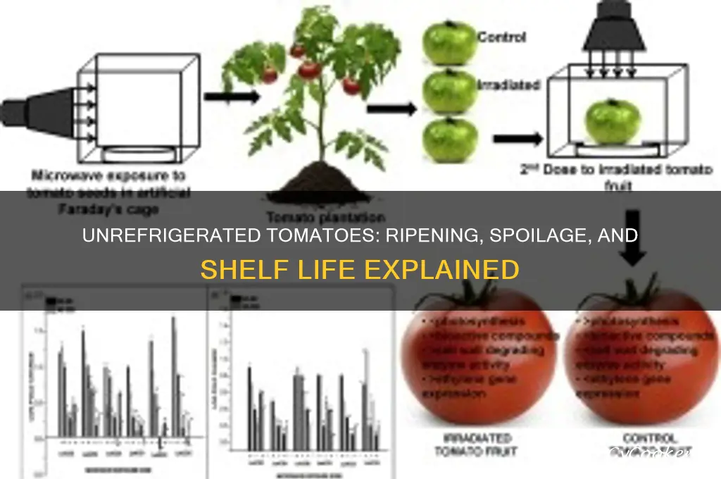 what happens when tomato is not refrigerated