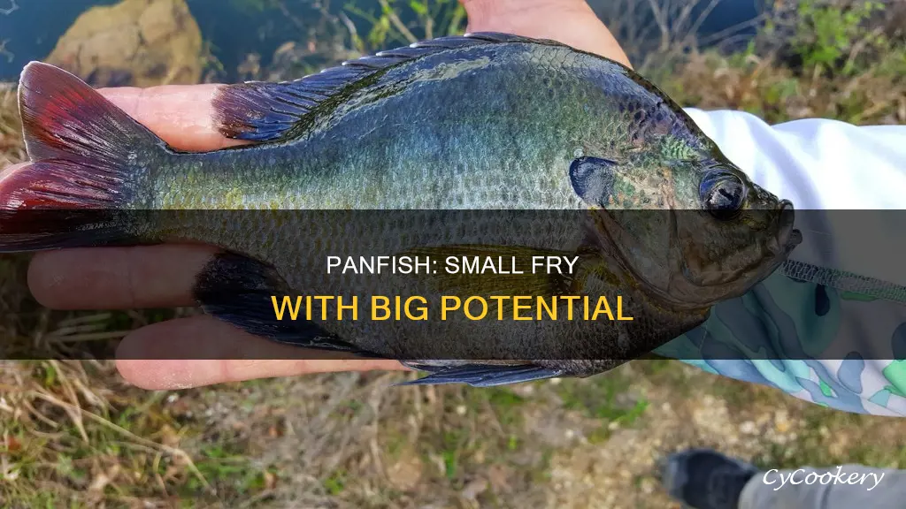 what is a pan fish