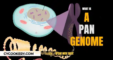 Exploring the Pan-Genome Concept: Understanding Genomic Diversity