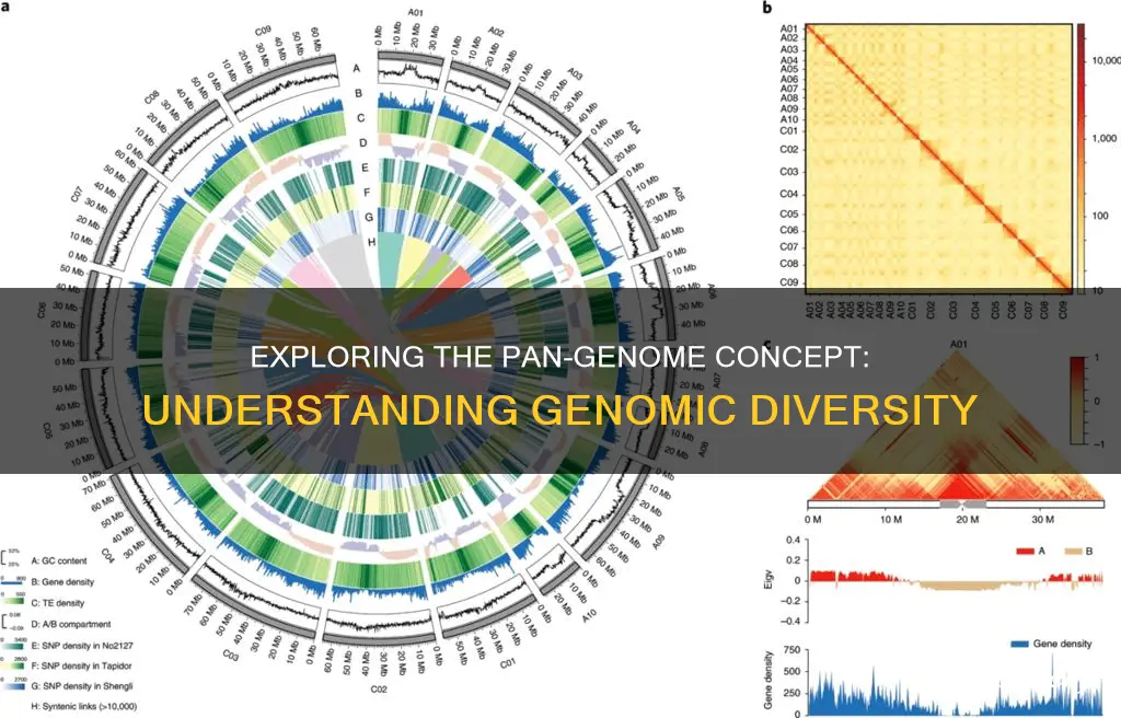 what is a pan genome