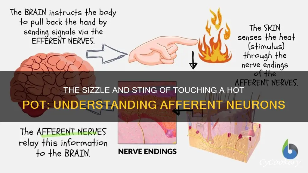 what is afferent neuron when touching a hot pot