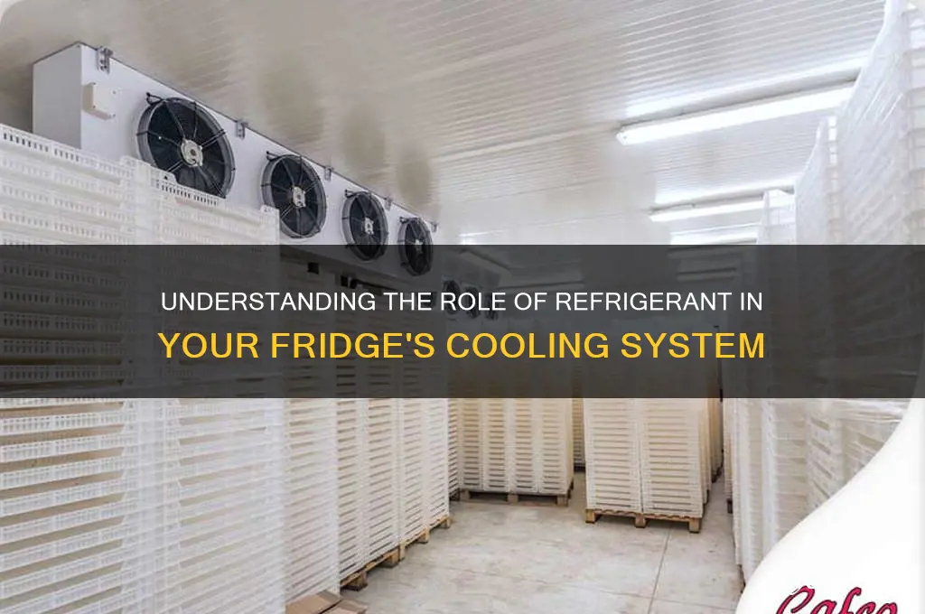 what is the refrigerant in a fridge
