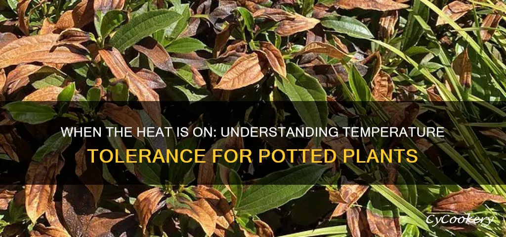 what is too hot for pot plants