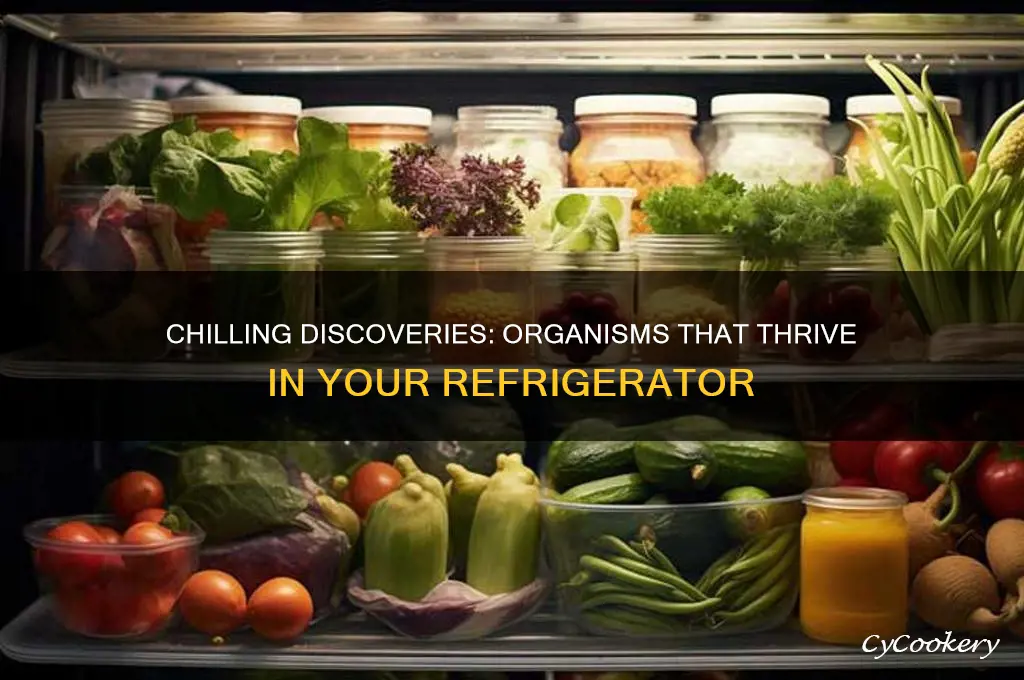 what organisms can grow in the refrigerator