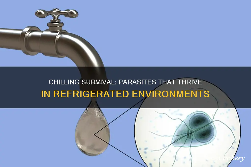 what parasite can live in refrigerated conditions