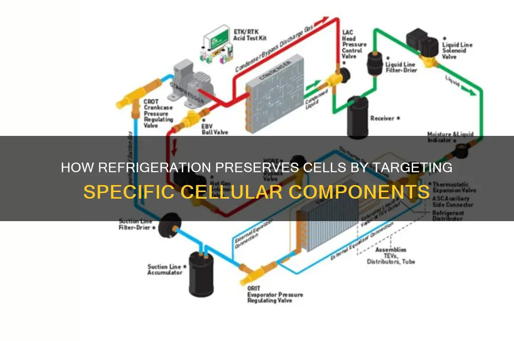 what part of cell does refrigeration target