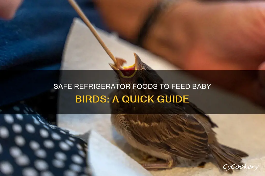 what refrigerator food can i feed to baby birds