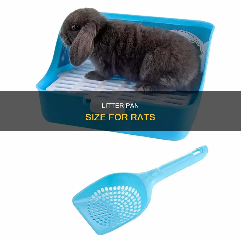 what size litter pan for rats