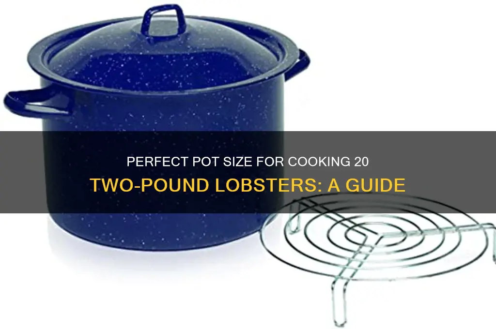 what size pot to cook 20 2 lb lobsters